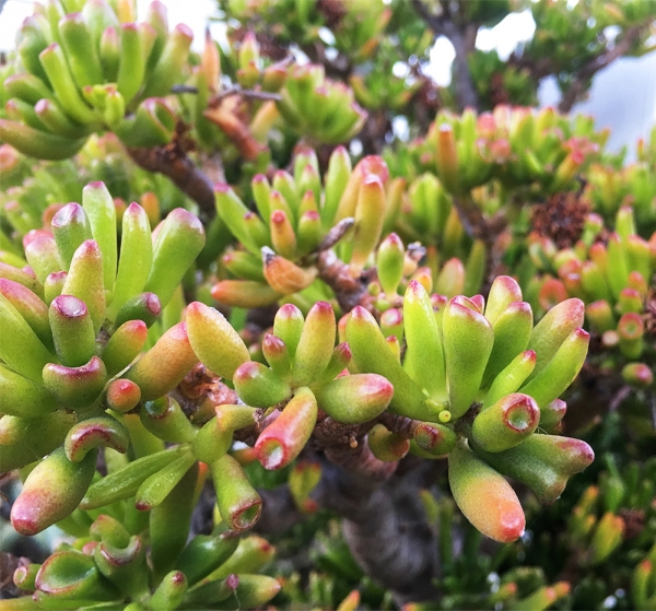 Gollum succulent