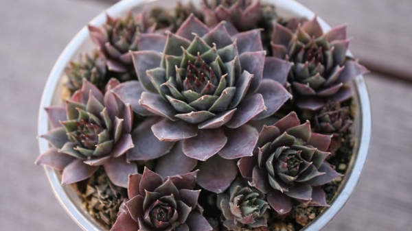 sempervivum 