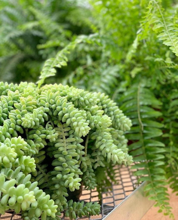 prickly plant