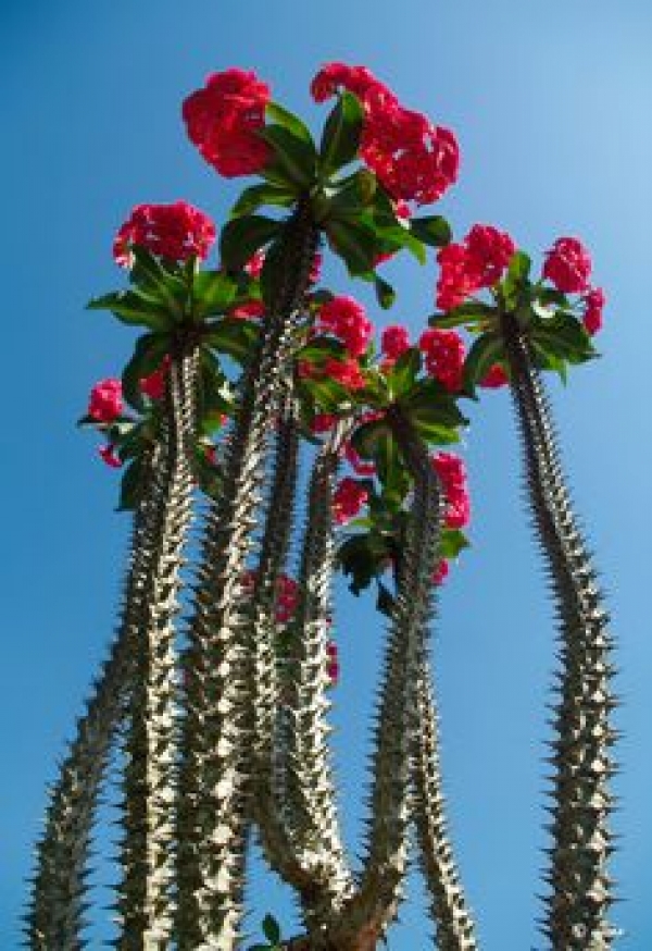 thorns succulent