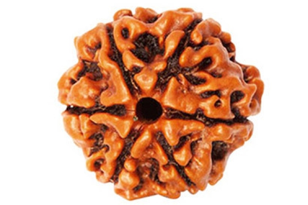 6 mukhi rudraksha, chhe mukhi rudraksha, six mukhi rudraksha, 6 face rudraksha, six face rudraksha, benefits of 6 mukhi rudraksha, how to wear 6 mukhi rudraksha, effects of 6 mukhi rudraksha