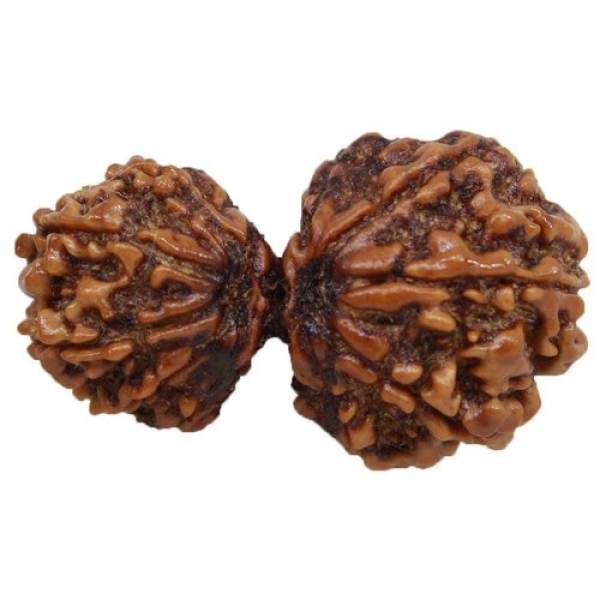 gauri shankar rudraksha, gauri shankar rudraksha benefits, mantra for gauri shanakar rudraksha, importance of gauri shankar rudraksha, how to wear gauri shankar rudraksha, things to remember while wearing gauri shankar rudraksha