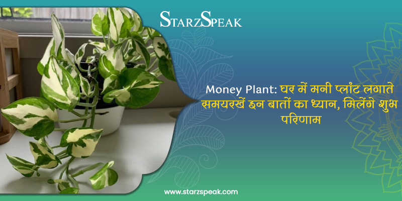MONEY PLANT