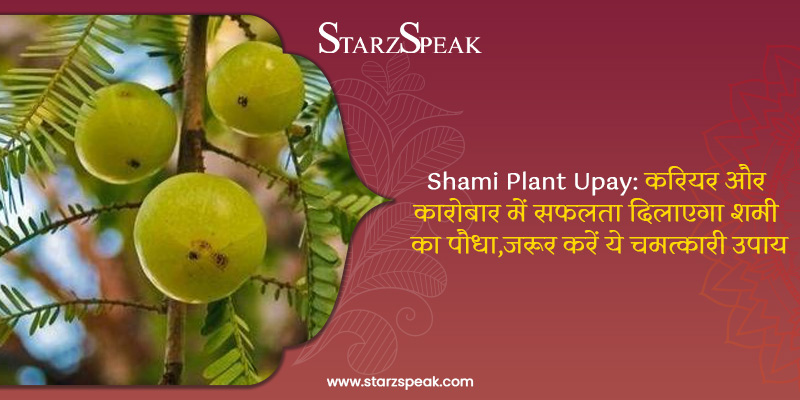 shami plant upay